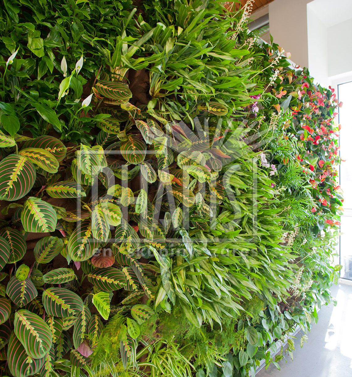 Zelené steny - Curel